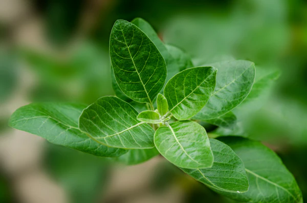 Background of Ahwagandha